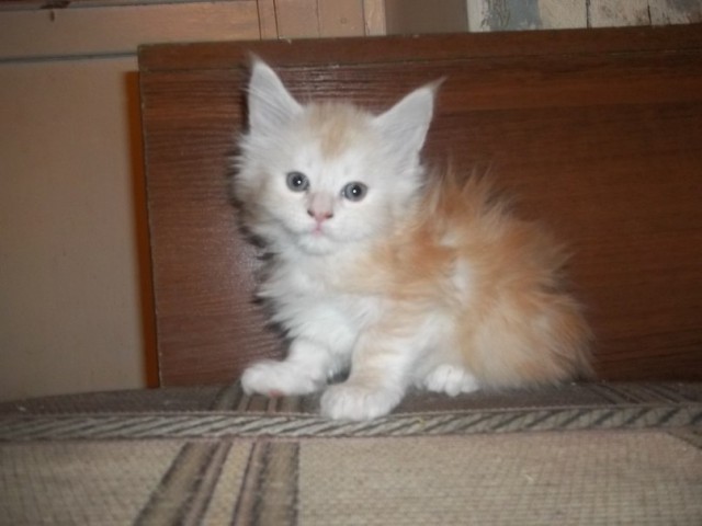 Кунята, 3 недели.