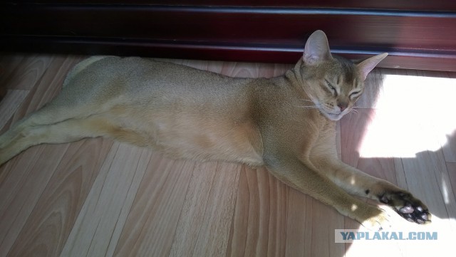 Котовторник 27.5.2014