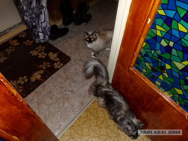 Котовторник 17.06.2014