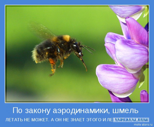 Какие нах санкции, у меня тут шмель!