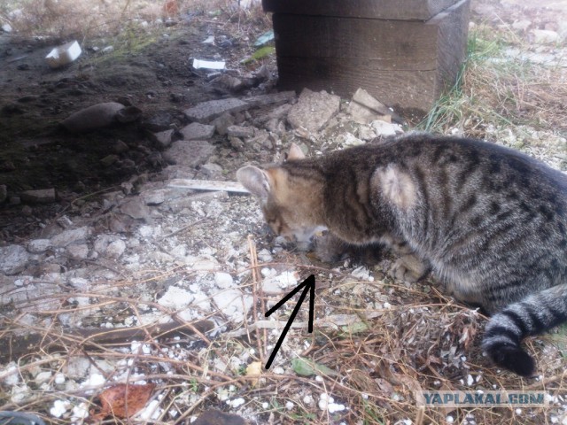 Как я тоже спас котенка