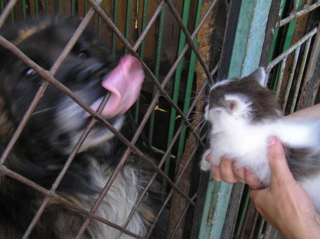 Котовторник 04.11.2014