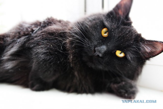 Котовторник 18.11.2014