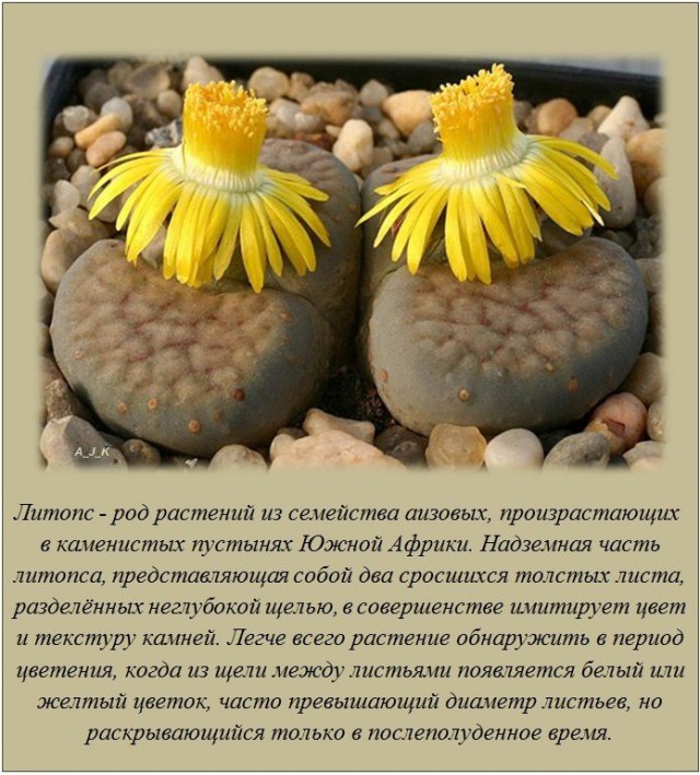 20 фактов обо всем