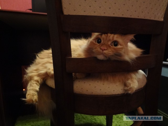 Котовторник 27.01.2015