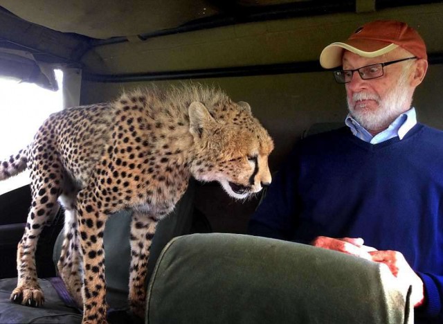 Неловкий момент: в джип запрыгнул гепард