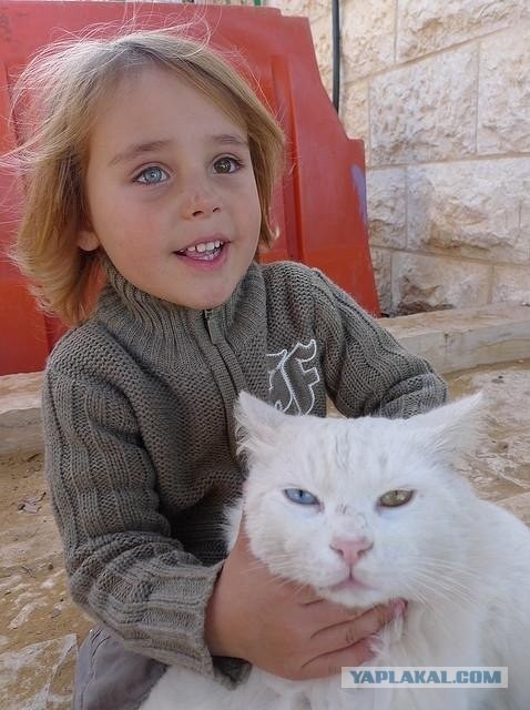 Гетерохромия