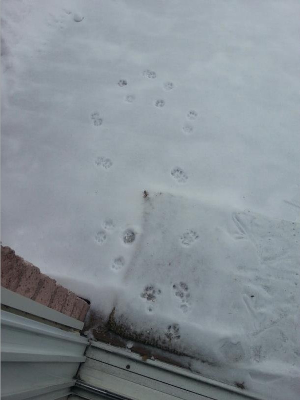 Обычная кошачья прогулка