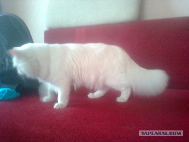 Мой кот меня не уважает?