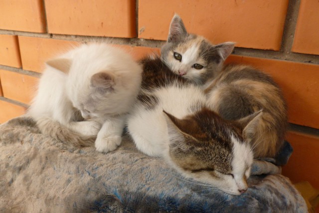 Пост невероятной кошачьей красоты. 25 фот.