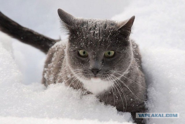 Котовторник 26.01.2016