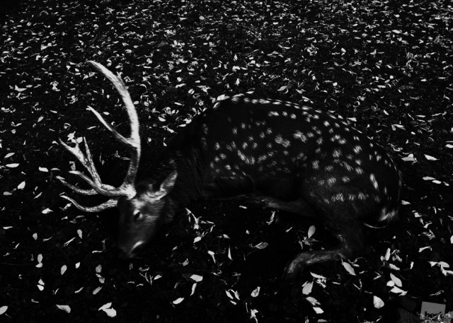 Фотографии победителей премии Best of Russia — 2015