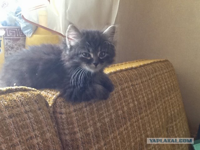 Про моего котика: нежного, злого, вредного