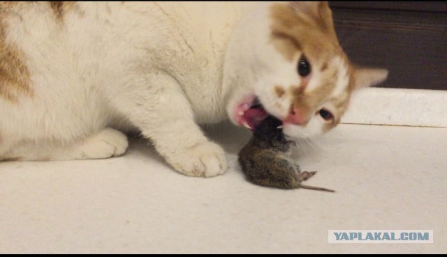 Кошкино спасибо