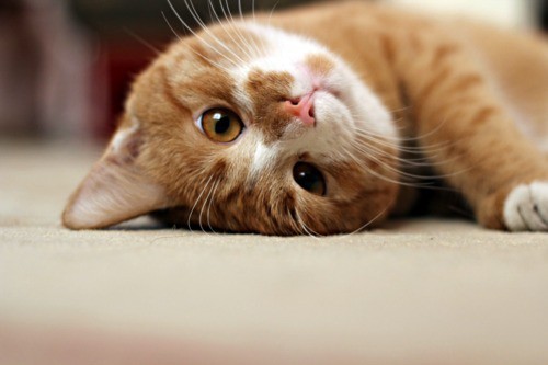 Может кто еще не знал. О домашних пушистых пару фактов.