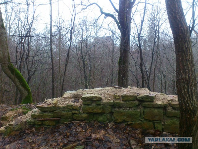 31/12/2016 пошёл за ёлкой