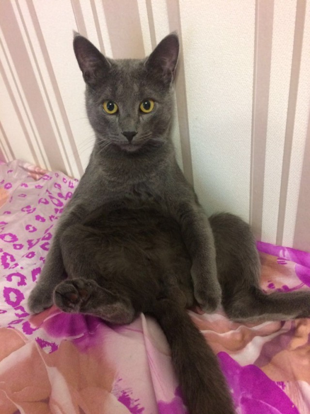 Коты и Кошки