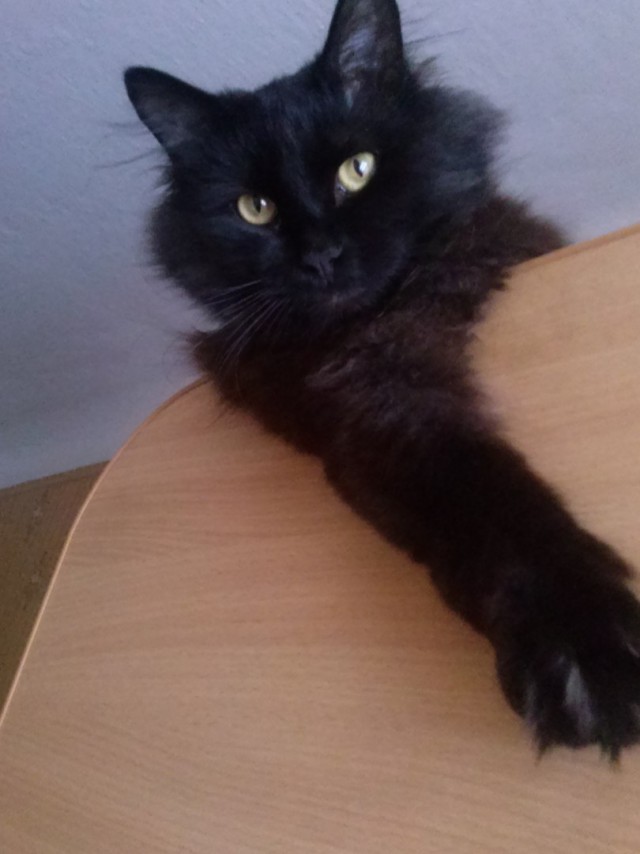 Котовторник 16.05.2017