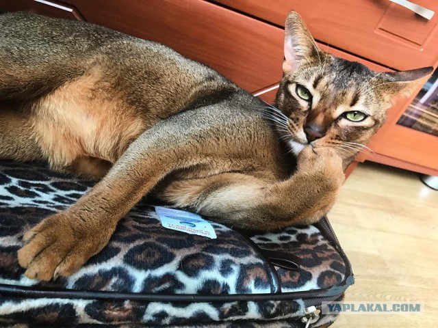 Котовторник 04.07.17