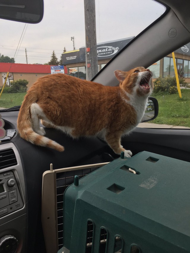 Коты и Кошки