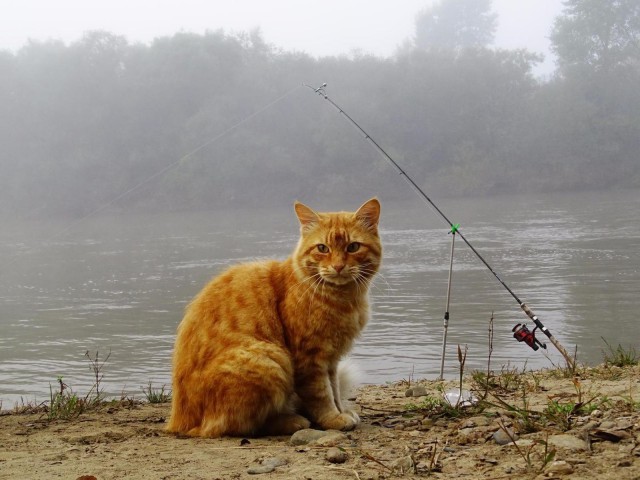 Коты и Кошки