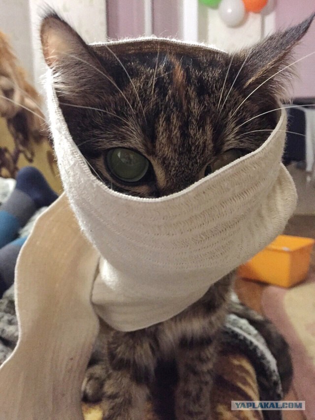 Котовторник  13.02.2018