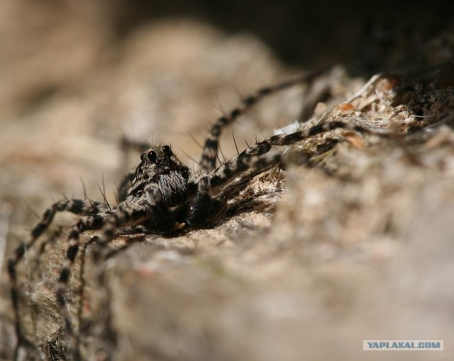 Пауки