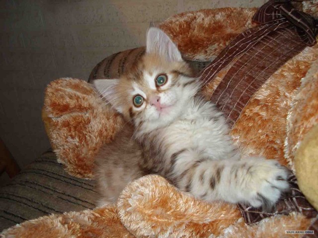 Котовторник на вторник! (30.09.2008)