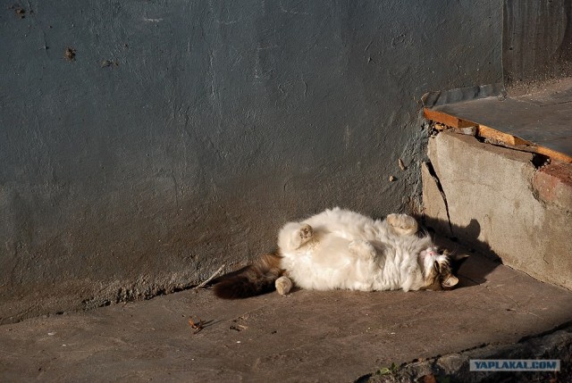 Котовторник на ферме (65 фот)