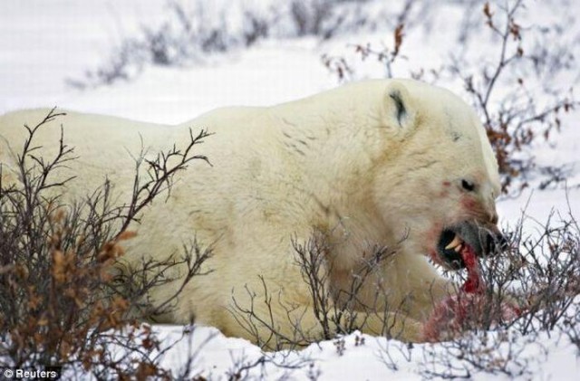 Жесть. Белый медведь напал на медвежонка