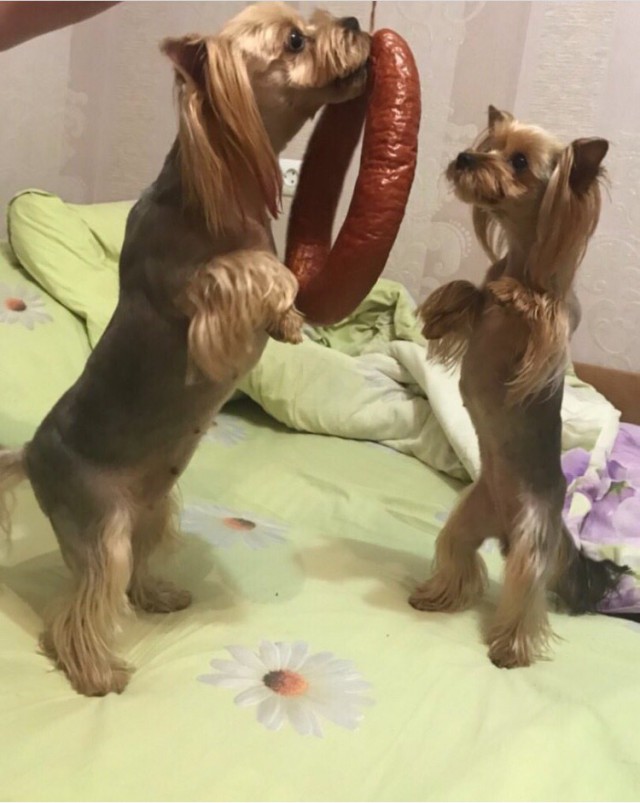 Живность из сети
