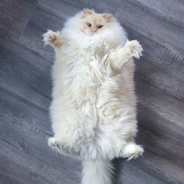Прикольных котов пост