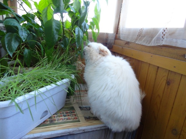 Котовторник 17 января