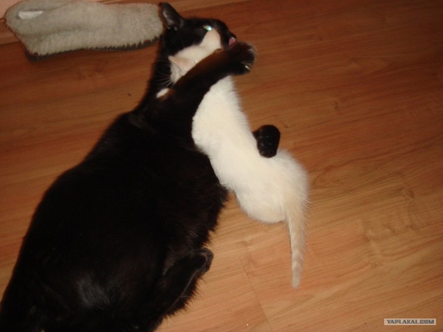 Котовторник (07.02.2012)