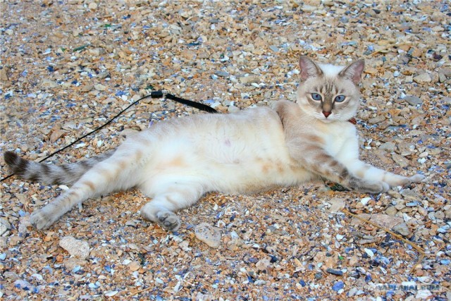 Котовторник (21.02.2012)