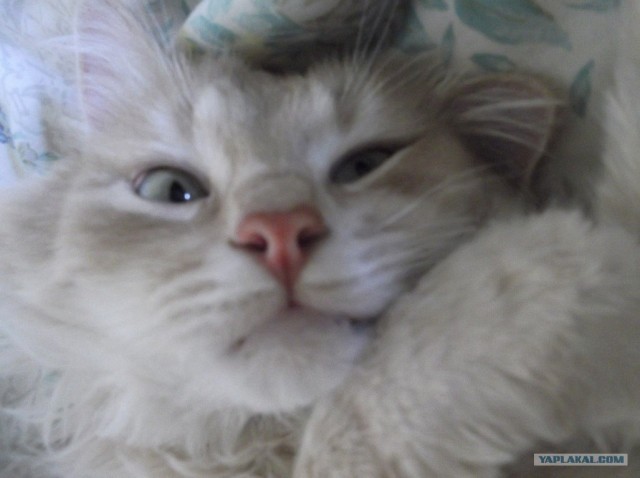 Котовторник 8 мая 2012