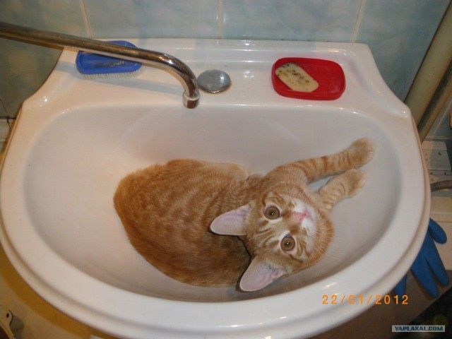 Котовторник 29.05.2012