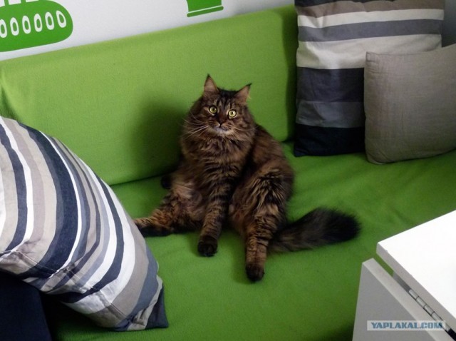 Котовторник 31.07.2012 г.
