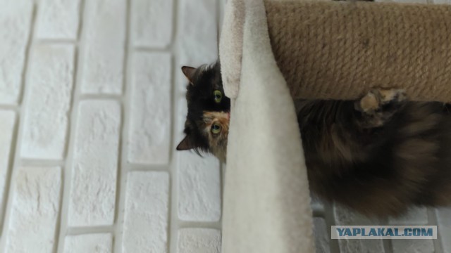 Трехцветное счастье