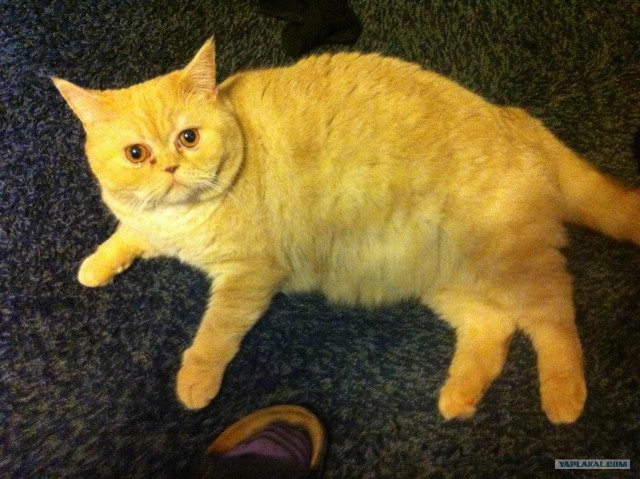 Котовторник 29.01.2013