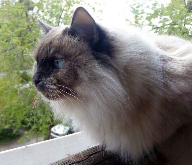 С Днём кошки!