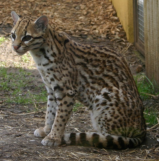 Дикий котовторник