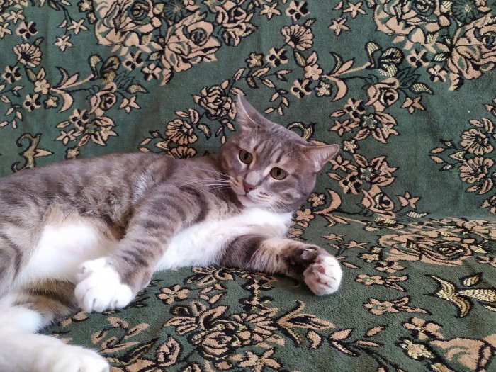 Котовторник от генерала мяу