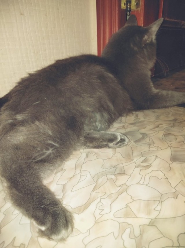 Забавные картинки с котами из сети