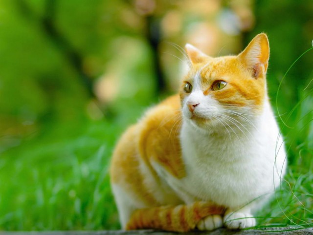 Котофеев пост
