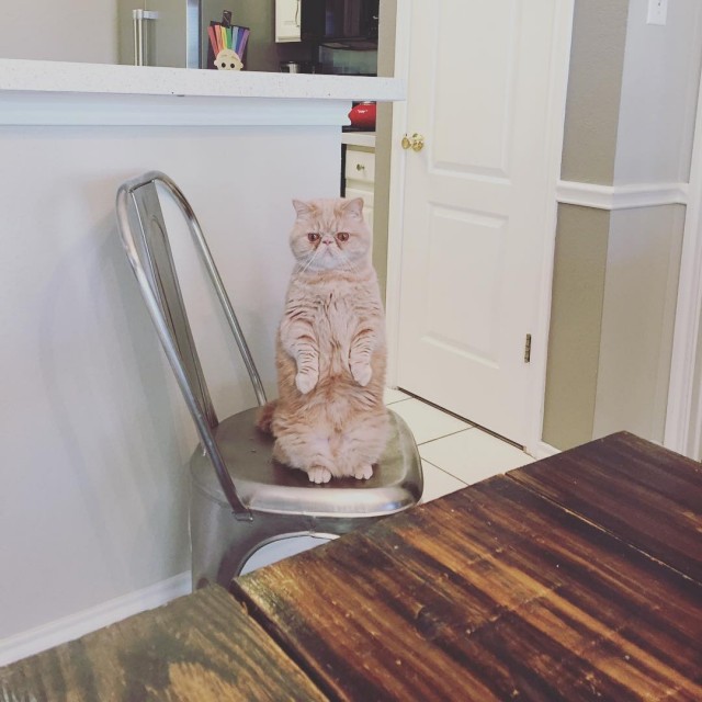 Коты из сети