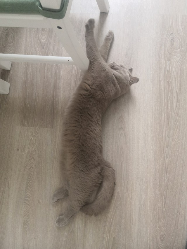 85 сантиметров кота