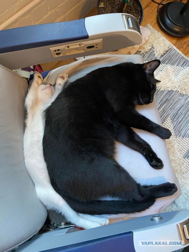 Котовторник?! Коты во вторник!