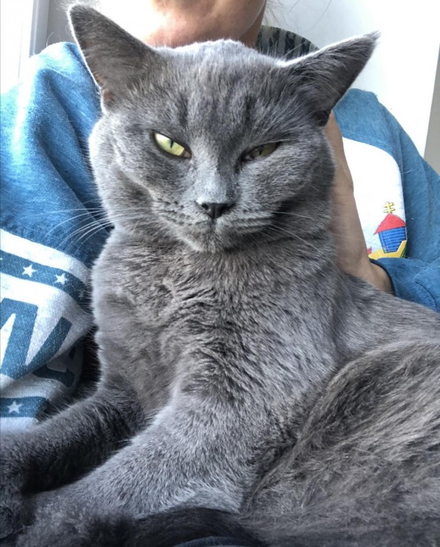 Котовторник же...
