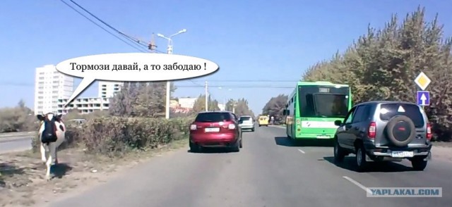 Телка выскочила на дорогу прямо перед машиной